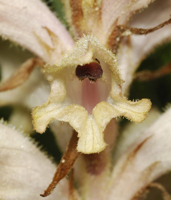 Orobanche caryophyllaceae. Close-up.