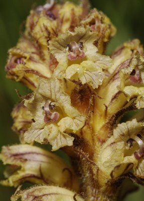 Orobanche minor. Close-up.