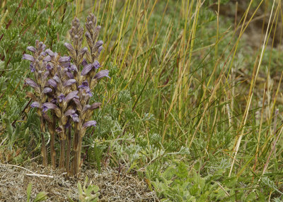 Orobanche purpurea. In habitat.