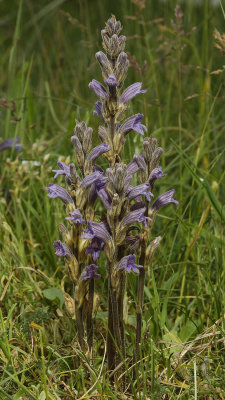 Orobanche purpurea.