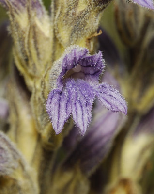 Orobanche purpurea. Close-up.