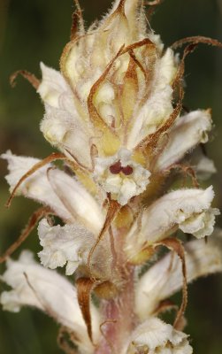 Orobanche picridis. Closer.