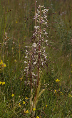Himantoglossum hircinum.