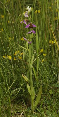Ophrys apifera var. apifera.