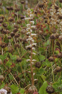 Orobanche minor. Between its host Trifolium repens.