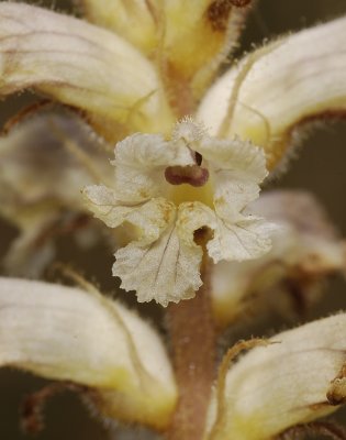 Orobanche minor. Close-up.