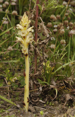 Orobanche reticulata subsp. pallidiflora. At the base of its host Cirsium arvense.