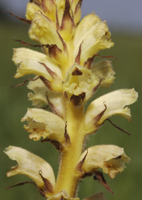 Orobanche reticulata subsp. pallidiflora. Closer.