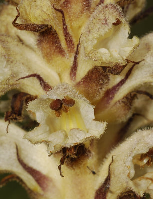 Orobanche reticulata subsp. pallidiflora. Close-up.