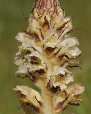 Orobanche reticulata subsp. pallidiflora. With pollinator.