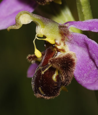 Ophrys apifera var. apifera. Self pollination.