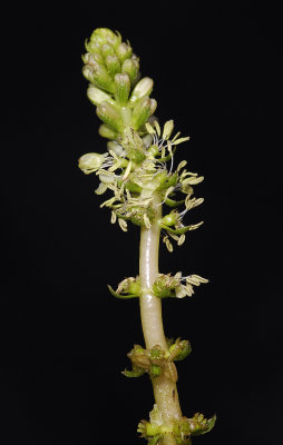Myriophyllum verticillatum. Close-up.