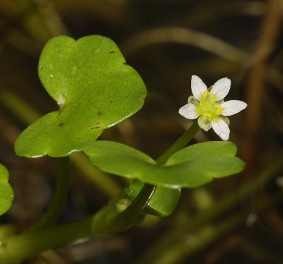 Ranunculus hederaceus. Close-up.