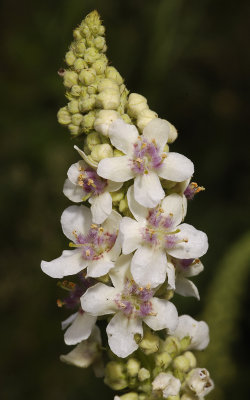 Verbascum nigrum forma alba. Closer.