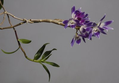 Dendrobium victoria-reginae.