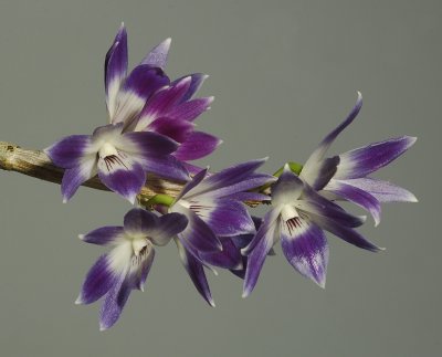 Dendrobium victoria-reginae. Closer.