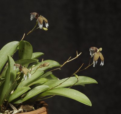 Pleurothallis ornata.