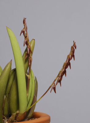 Pleurothallis teres.