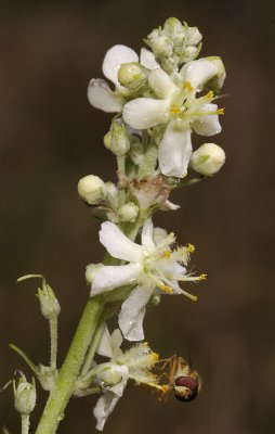 Verbascum lychnites. Closer.