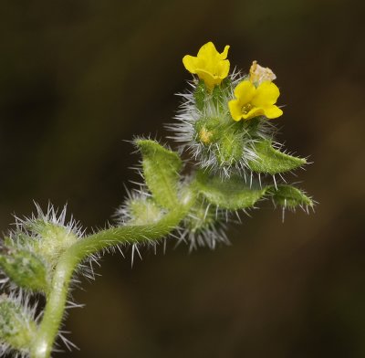 Amsinckia micrantha.