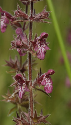 Stachys sylvatica. Close-up.