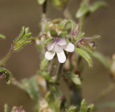 Chaenorrhinum minus. Close-up.