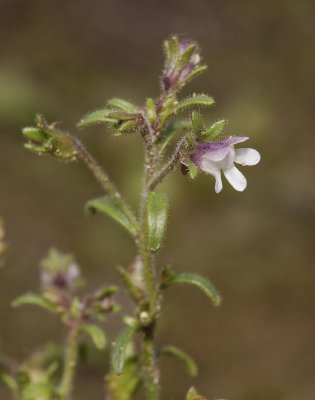 Chaenorrhinum minus. Close-up side.