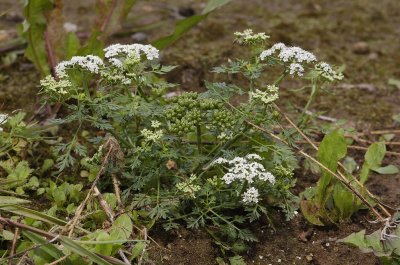 Aethusa cynapium subsp. agrestis.