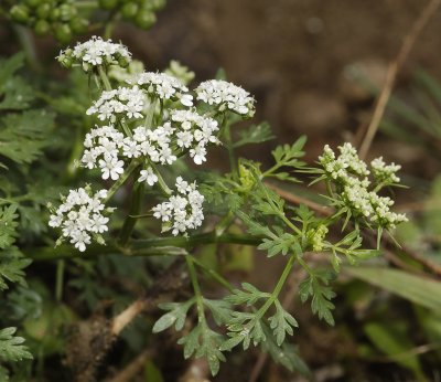 Aethusa cynapium subsp. agrestis. Close-up.