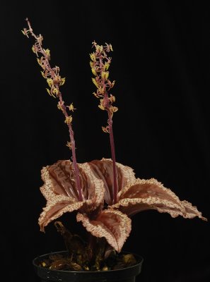 Crepidium calophyllum. (Plant courtesy of Jac. Wubben)