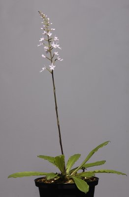 Stenoglottis zambesiaca. (Plant courtesy of Jac. Wubben)