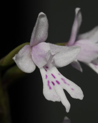 Stenoglottis zambesiaca. Close-up. (Plant courtesy of Jac. Wubben)