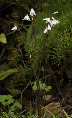 Leucojum autumnale.