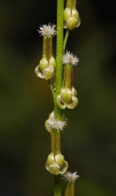 Juncaginaceae (Arrowgrass Family)