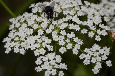 Berula erecta. Close-up.