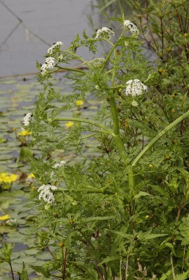 Oenanthe aquatica.