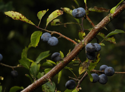 Prunus spinosa. Fruits.