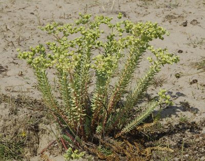 Euphorbia paralias.