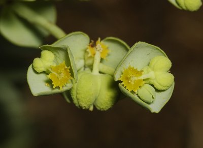Euphorbia paralias. Close-up.