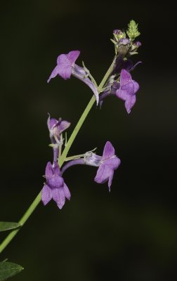 Linaria purpurea.