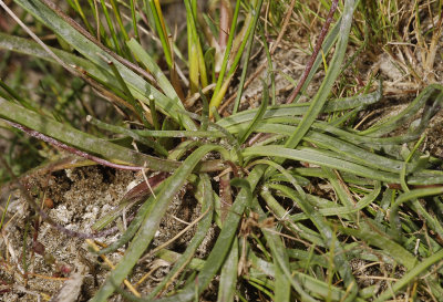 Plantago maritima. Foliage detail.