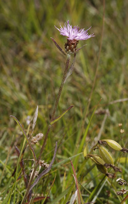 Centaurea jacea. Dwarved form.