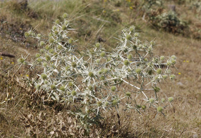 Eryngium campestre.