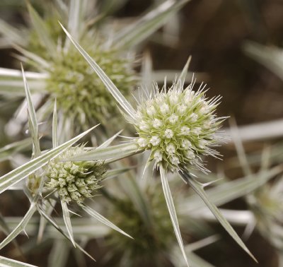 Eryngium campestre. Close up with the female flowers flowering.