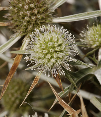 Eryngium campestre. Close up with the male flowers flowering.