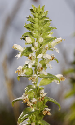 Odontites vernus subsp. serotinus fma. alba.