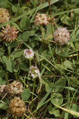 Trifolium fragiferum.