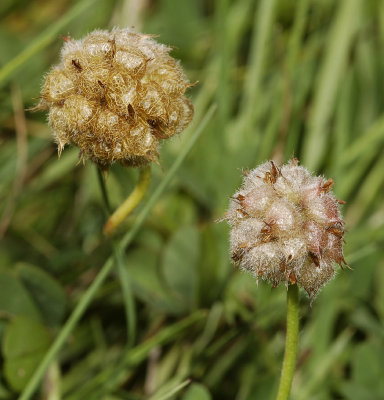 Trifolium fragiferum. Fruits.