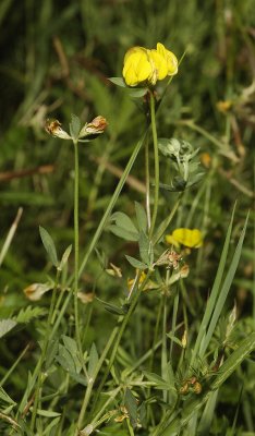 Lotus glaber.