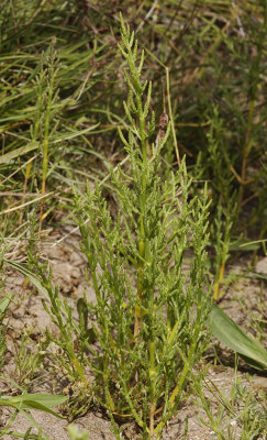 Salicornia europea. Later in the year